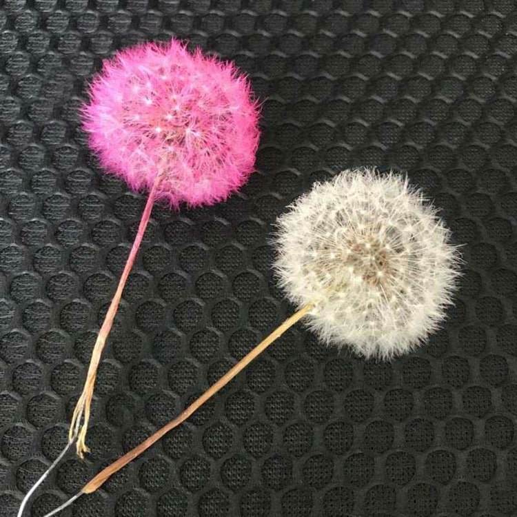 Farbenie púpav a vytváranie farebných dekorácií