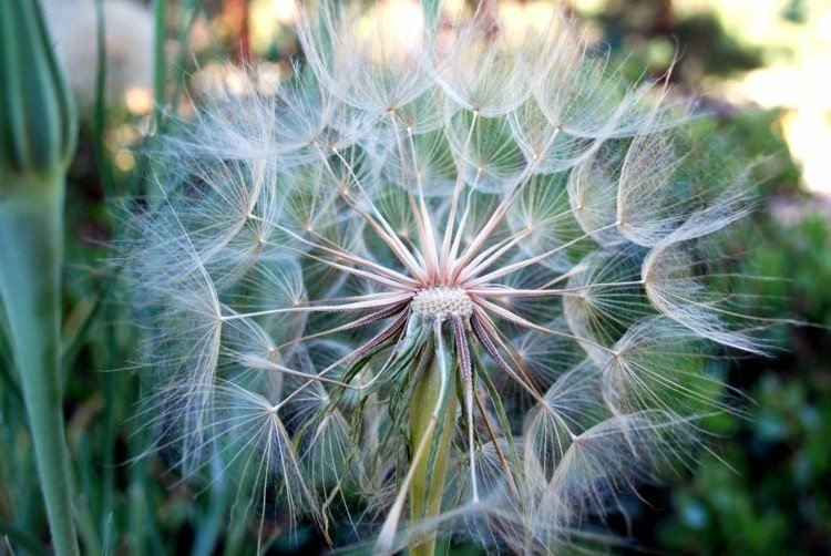 DIY nápady s púpavami a iným prírodným materiálom - girlandy, drevené kotúče, dekorácie na stôl