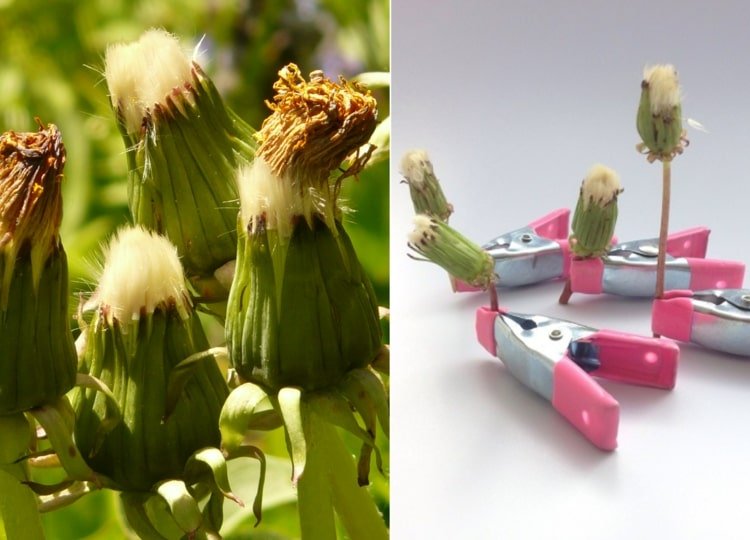 Urobiť púpavu trvanlivou - vytrhávanie nezrelých kvetov a ich dozrievanie