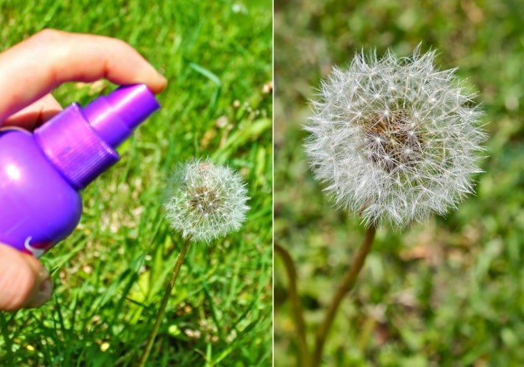 Púpavu konzervujte lakom na vlasy a potom vyberte