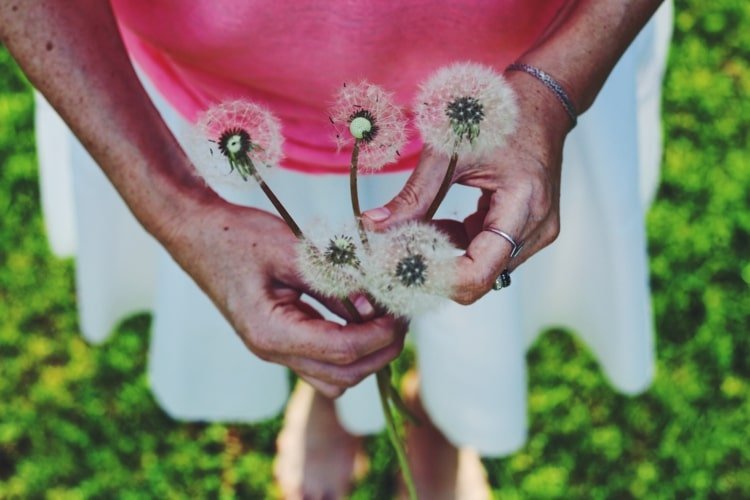 Púpavy osušte a použite na ozdobenie
