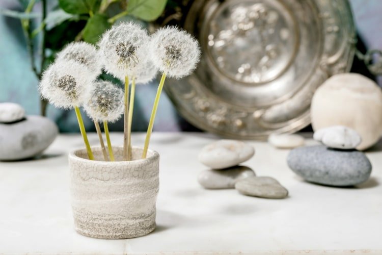 Púpavu uchovajte a použite na dekorácie