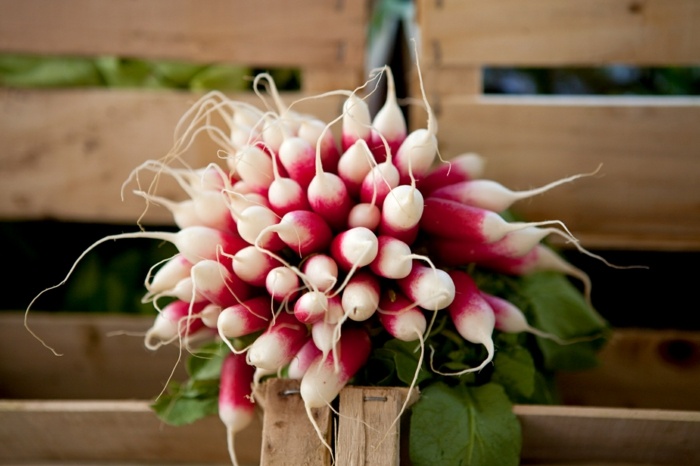 predĺžené reďkovky rastliny ružová biela kytica zeleninový záhon