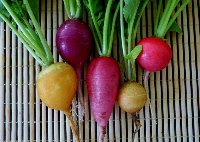 pestrofarebné reďkovky rastliny žltá purpurová zeleninová náplasť nápad