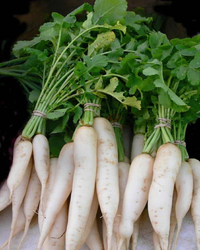 daikon japonská reďkovka rastliny biely tvar dlhý