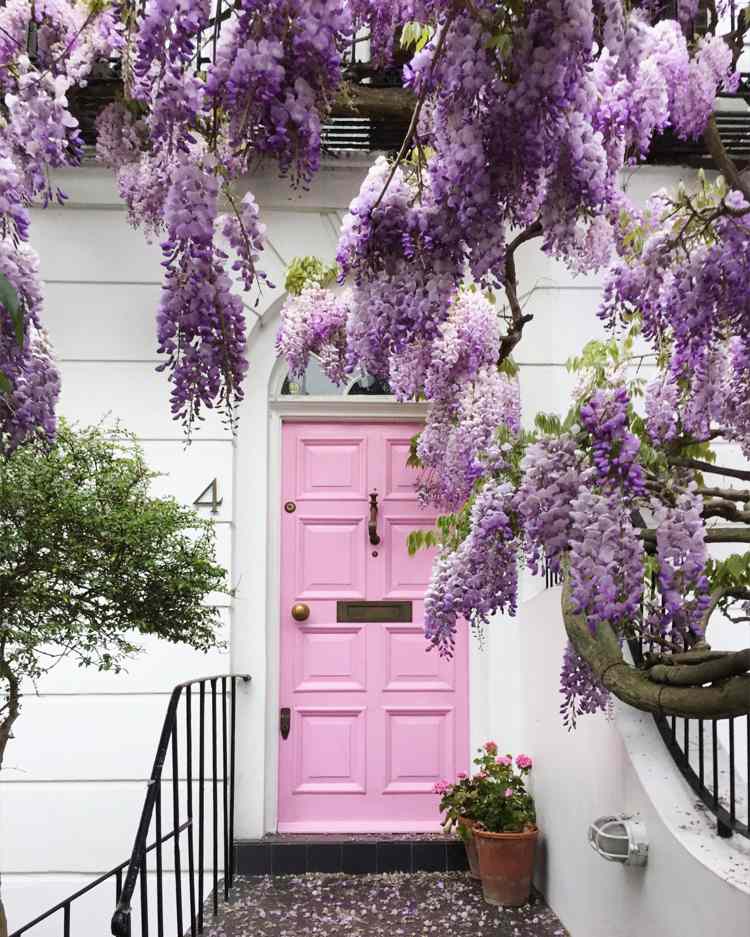 Podpora pre vistárie Mreže pre vistárie lezce predné dvere krásne ružové