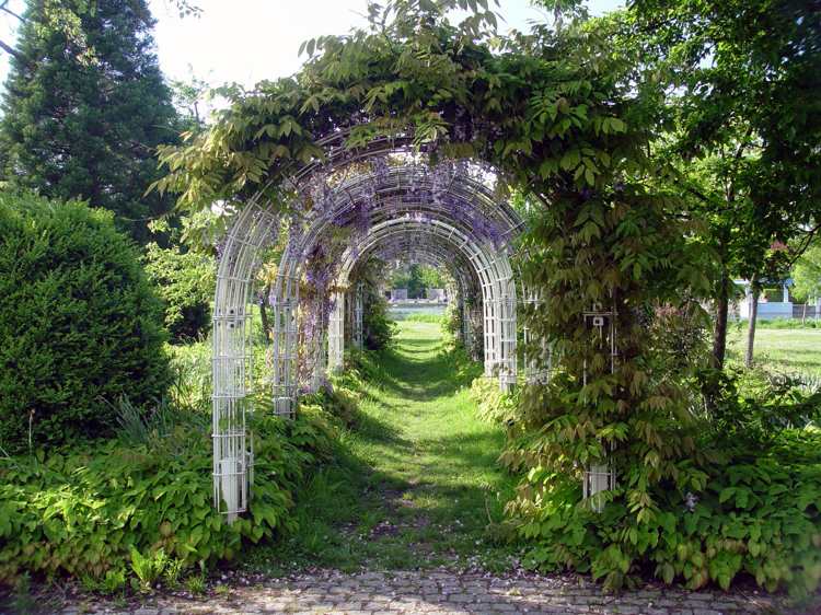 pomoc pri lezení vistéria horolezec arch záhrada krásna