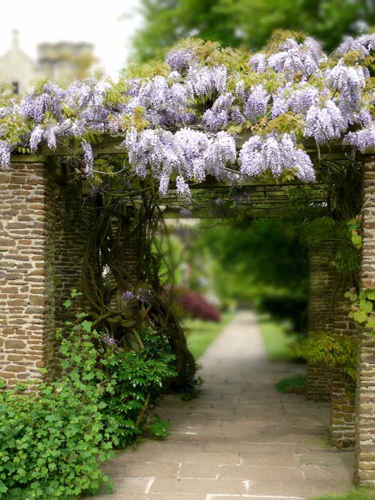 pomoc pri lezení vistéria popínavá rastlina záhrada pergola stena