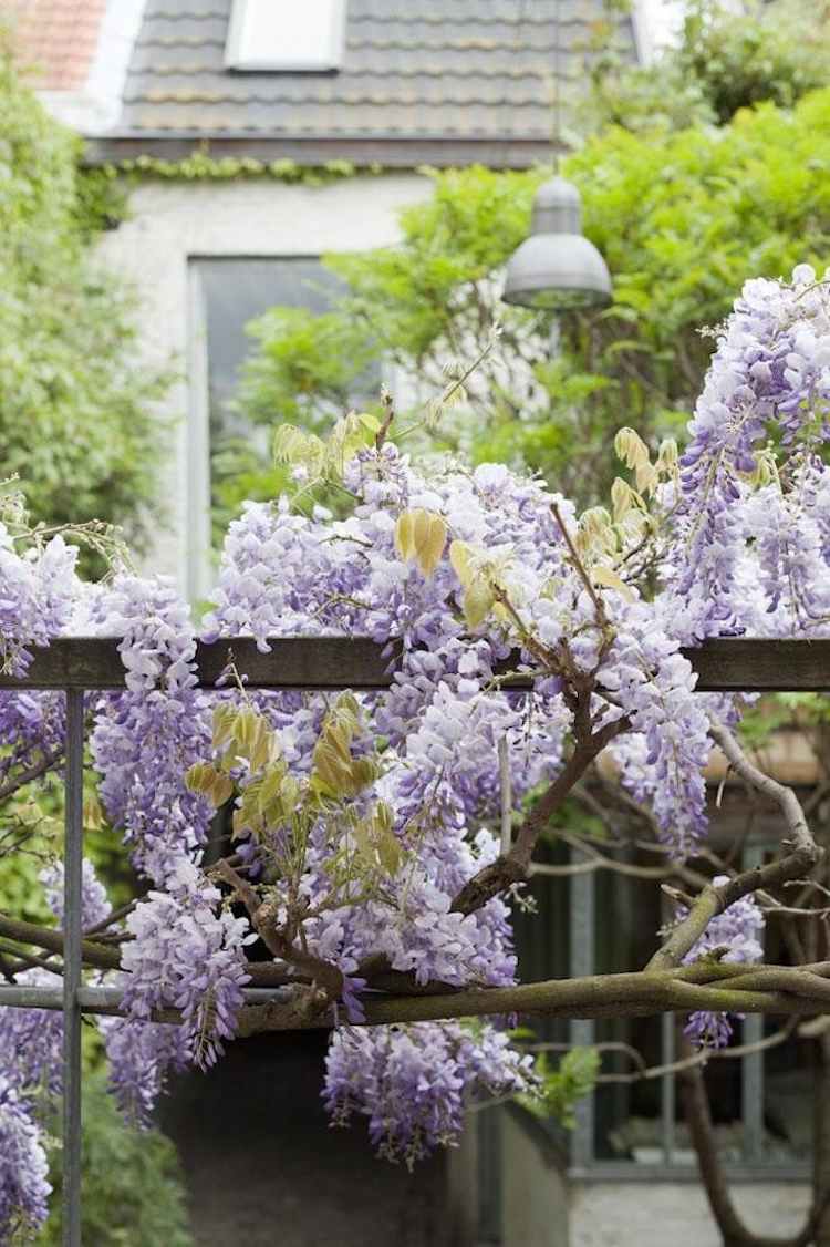 pomoc pri lezení wisteria horolezec starostlivosť o záhradu
