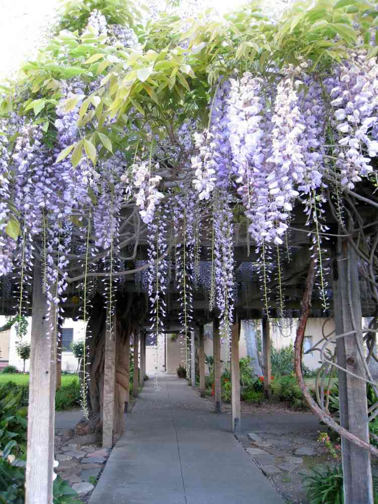 horolezecká pomôcka vistária popínavá rastlina na udržanie rezu dreva