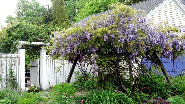 pomoc pri lezení vistéria horolezec drevo záhrada bujný