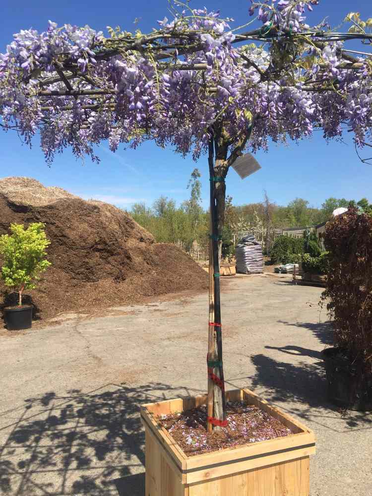 pomoc pri lezení vistéria popínavá rastlina strom lezenie dáždnik vedro