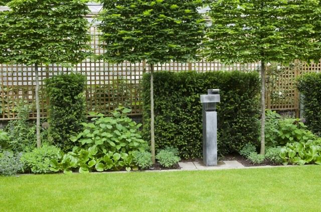 Stromy vždyzelené rastliny drevo plot záhradná údržba jar