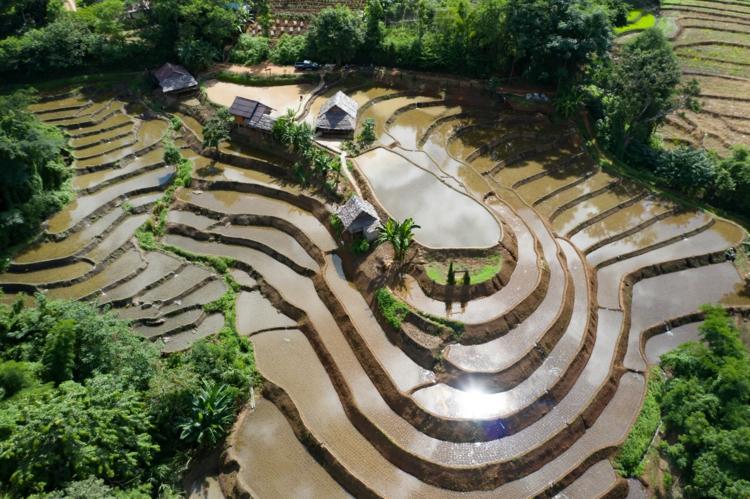 Arzén vstupuje do rastliny ryže z pôdy cez vodu