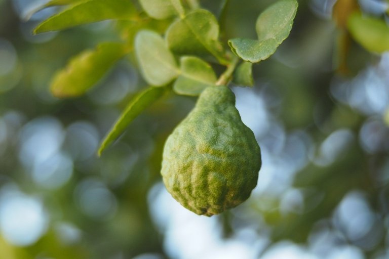 Bergamot nie hruška, ale citrón s voňavým olejom a kyslou šťavou