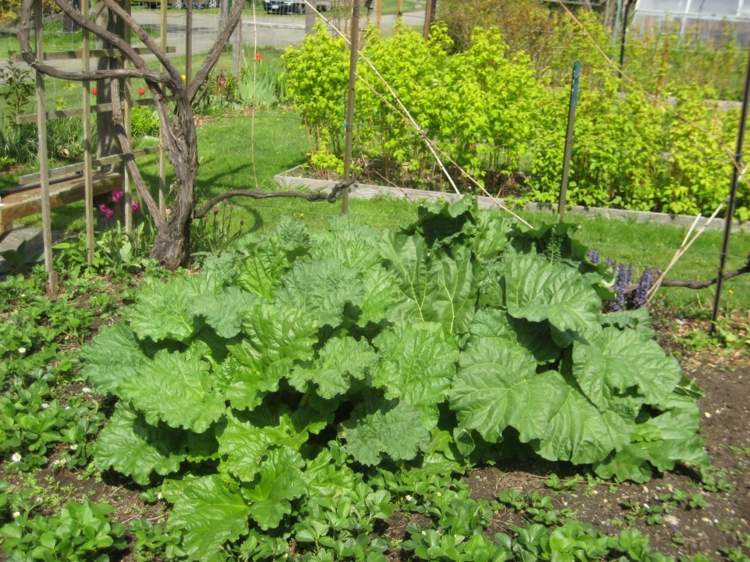 Rebarborové rastliny môžu v záhrade slúžiť aj ako dekoratívne rastliny osivo zberu rebarbory zo zeleninovej záhrady