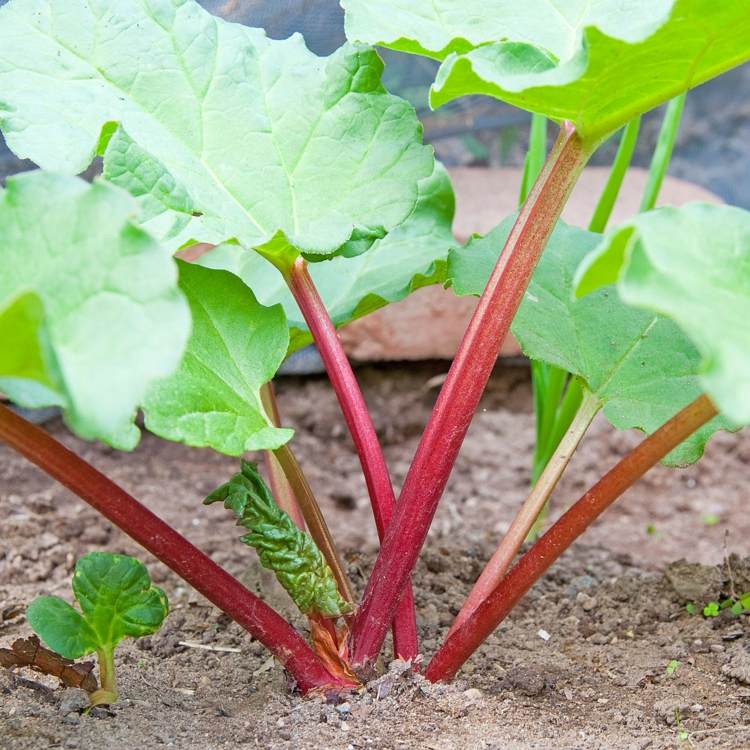 Rebarboru vysaďte ako jednoročnú alebo viacročnú rastlinu tipy na starostlivosť záhradné rastliny rebarbory stonka červená blaetter gruen