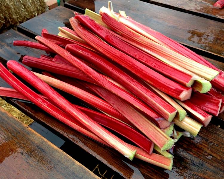 Výsadba rebarbory - jedlé sú iba stonky rastliny stonka rebarbora rastlina červená úroda stôl drevo