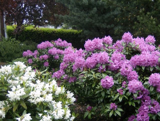 kosodrevina ker záhrada purpurová biela kultivovať prerezávanie kosodrevina záhrada purpurová biela kultivovať prerezávanie