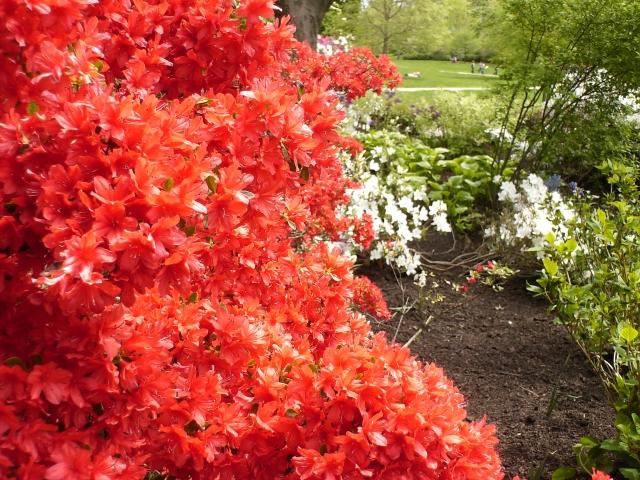 rododendrony a azalky tipy informácie starostlivosť červené kvety špičky rododendronov azaliek sa starajú o červené kvety