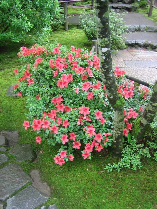 azalka ker ružová farba kvety tipy na starostlivosť o záhradu azalea ker ružová farba záhradné tipy