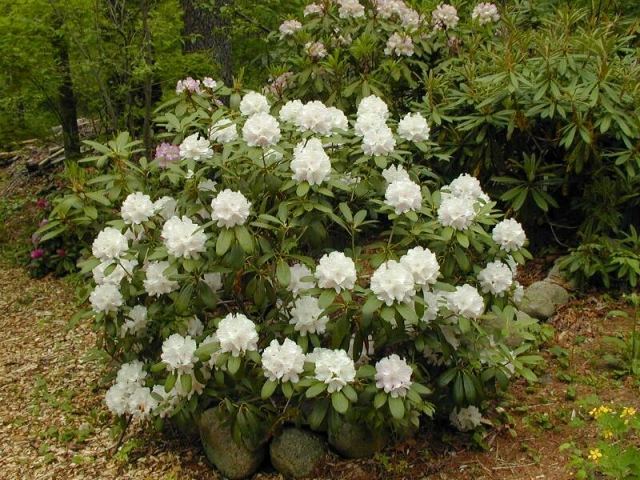 rododendron biela záhrada kultivovať rez