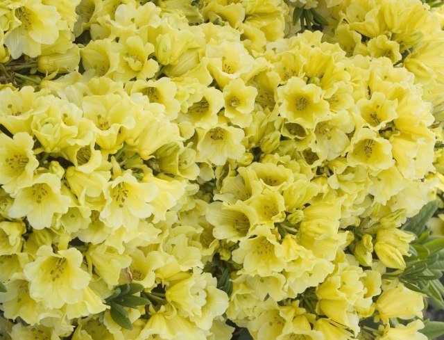 kosodrevina-záhrada-žlté kvety-starostlivosť-rez