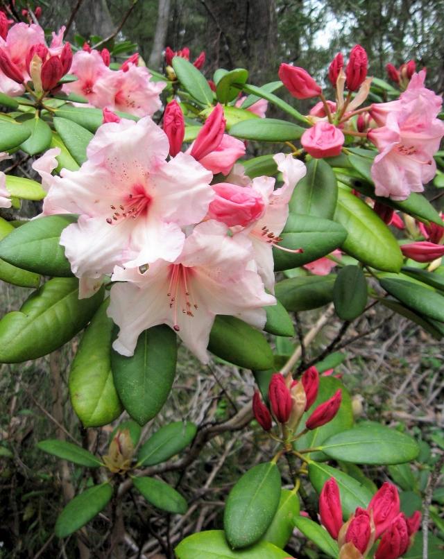 starostlivosť o kosodrevinu ker ružová záhrada