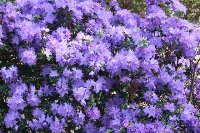 Rhododendron v záhrade záhradný ker živý plot modrý