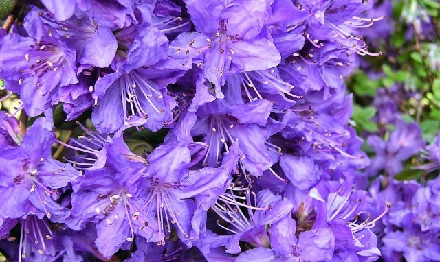 Rhododendron v záhrade pestuje modré kvety rez