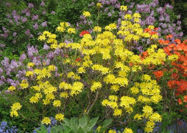 Tipy triky na starostlivosť o rod žltej farby