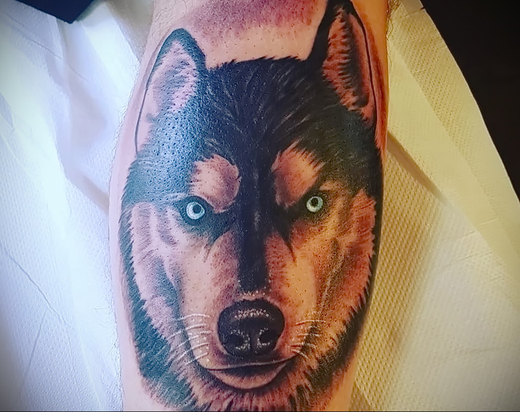 Fénykép tetoválásról kutyafajtával Husky 2021/03/08 №10110 - husky tetoválás -