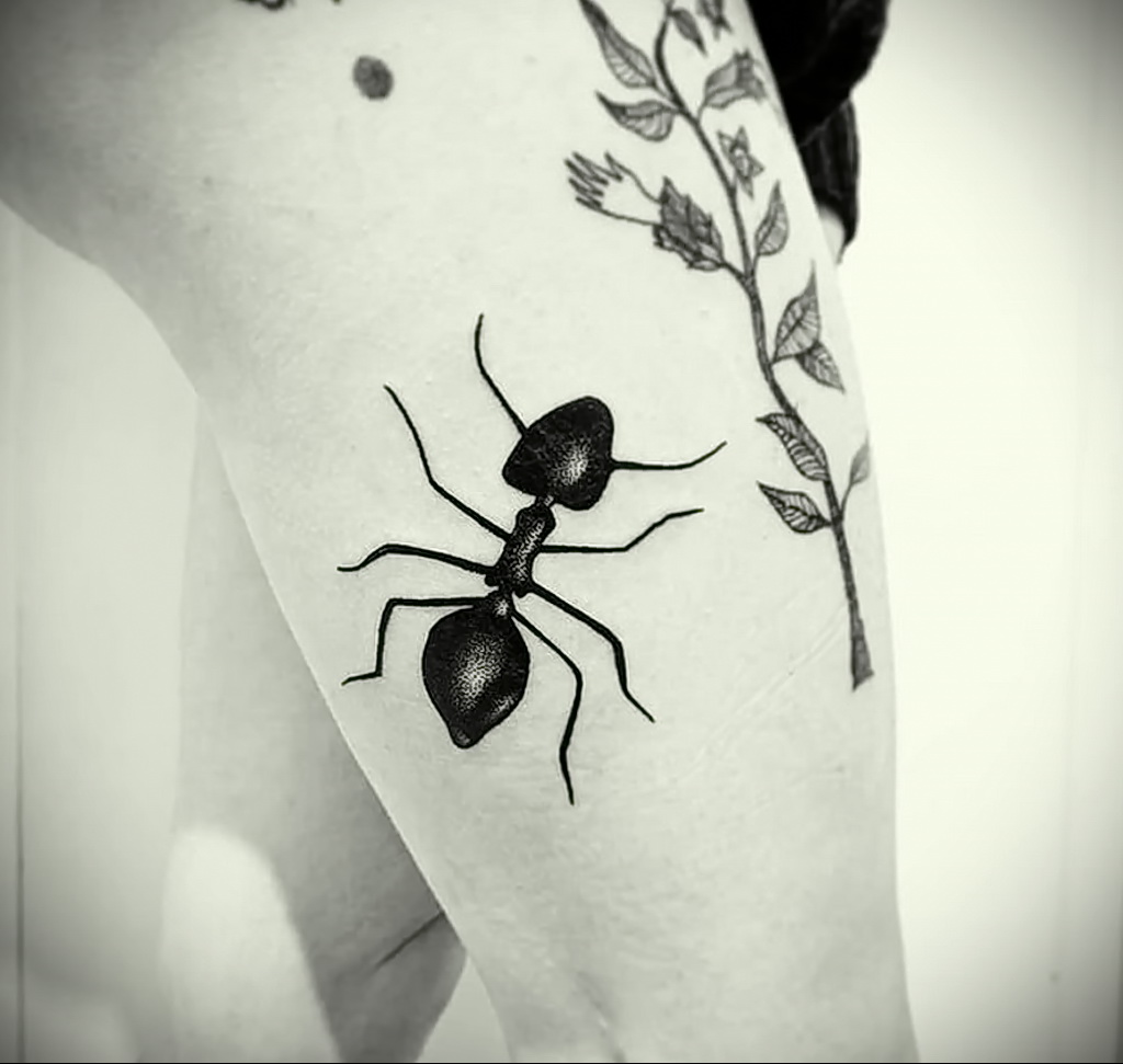 Fotó példa egy tetoválásrajzra hangyával 03/21/2021 №067 - hangya tetoválás -