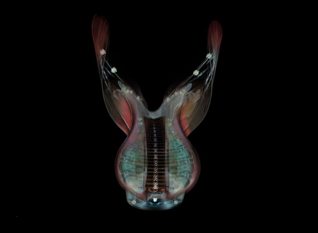 fotografovanie sedla Hermes Talaris 3D röntgen