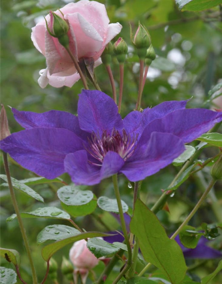Rose a plamienok sú vysnívaní partneri v záhrade