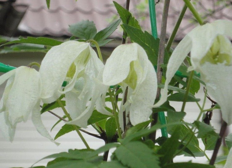 Clematis macropetala 'White Swan' s čisto bielymi kvetmi