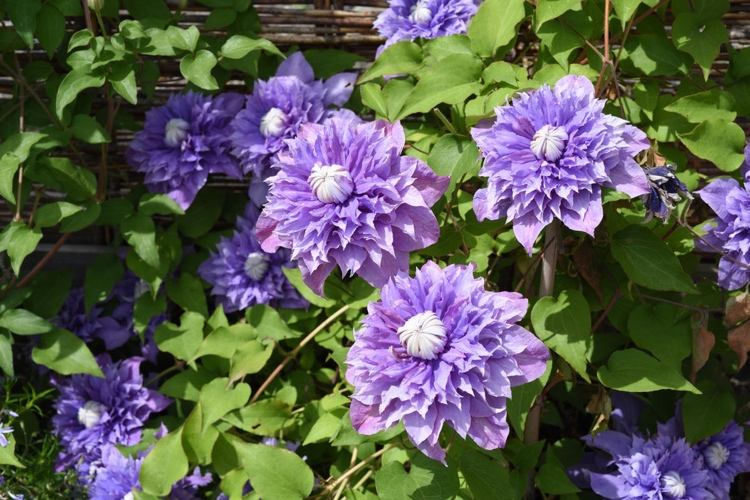 Clematis-Multi-Blue-nie je-dobrý-partner-pre-ruže
