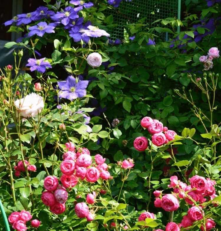 Floribunda podporila na pozadí Pomponellu a generála Clematisa Sikorského