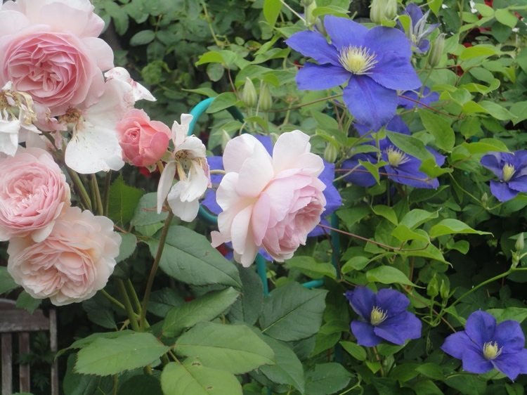 Clematis General Sikorski a English Rose A Shropshire Lad