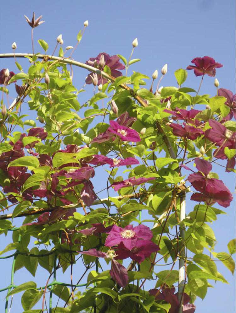 Clematis Ernest Markham s červenými kvetmi