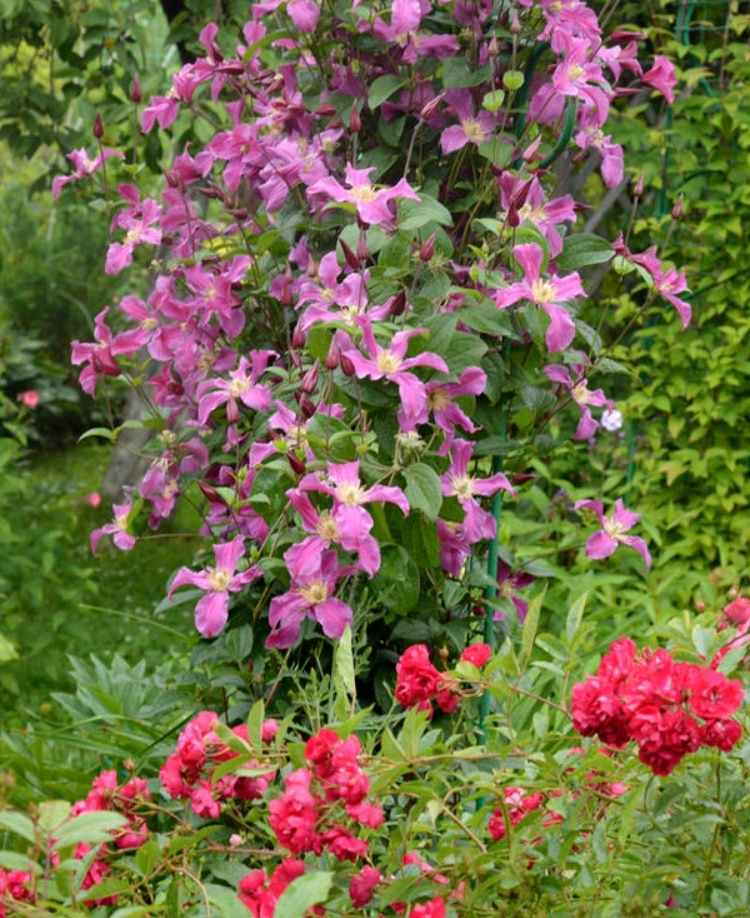 Clematis na ružovom oblúku a floribunda sa zdvihli vpredu