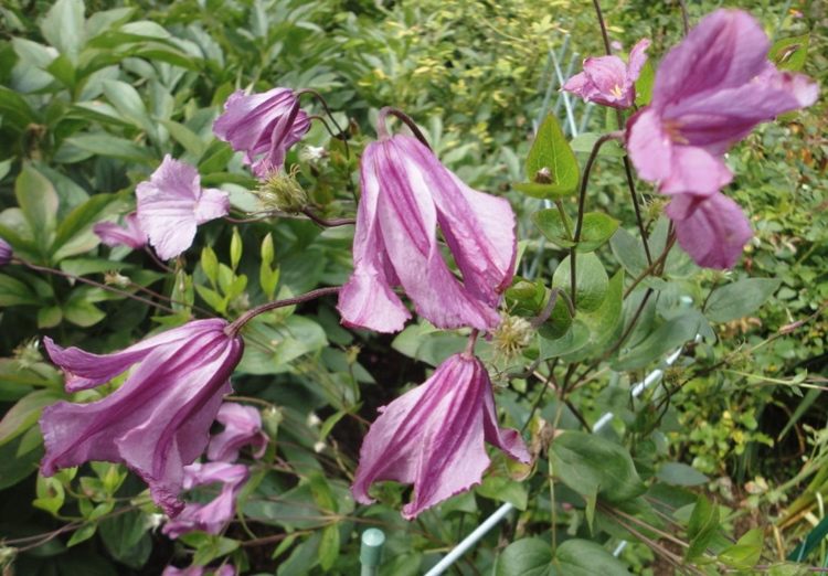 Clematis integrifolia Alyonushka