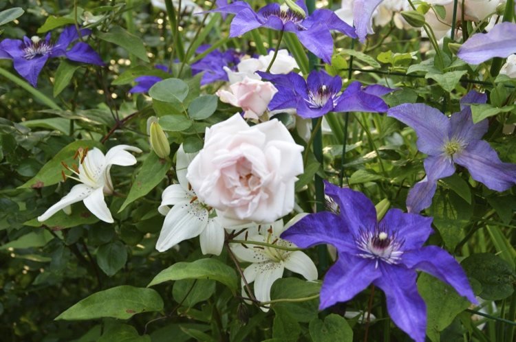 Rose New Dawn a Clematis s veľkými fialovými kvetmi