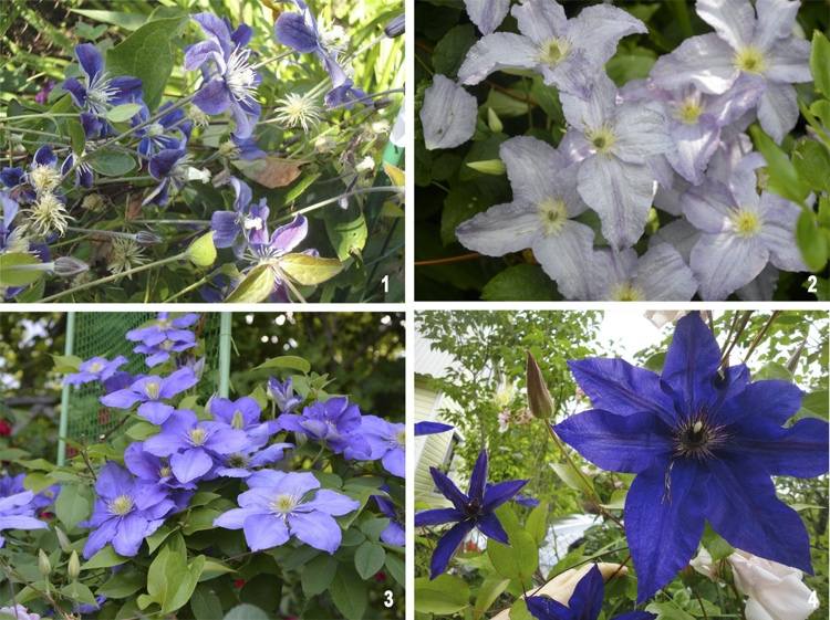 rôzne odrody plamienkov, ktoré kvitnú v odtieňoch fialovej