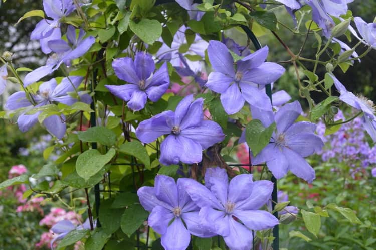 Clematis pani Cholmondeley s fialovými kvetmi