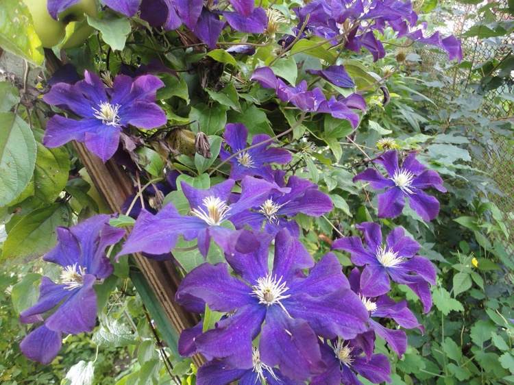 Clematis Warszawska Nike