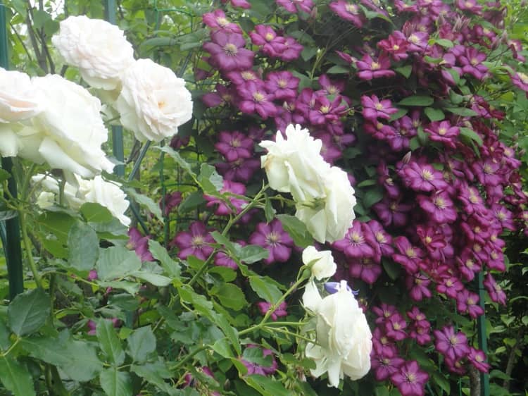 Clematis Ville de Lyon a Rose Palais Royal