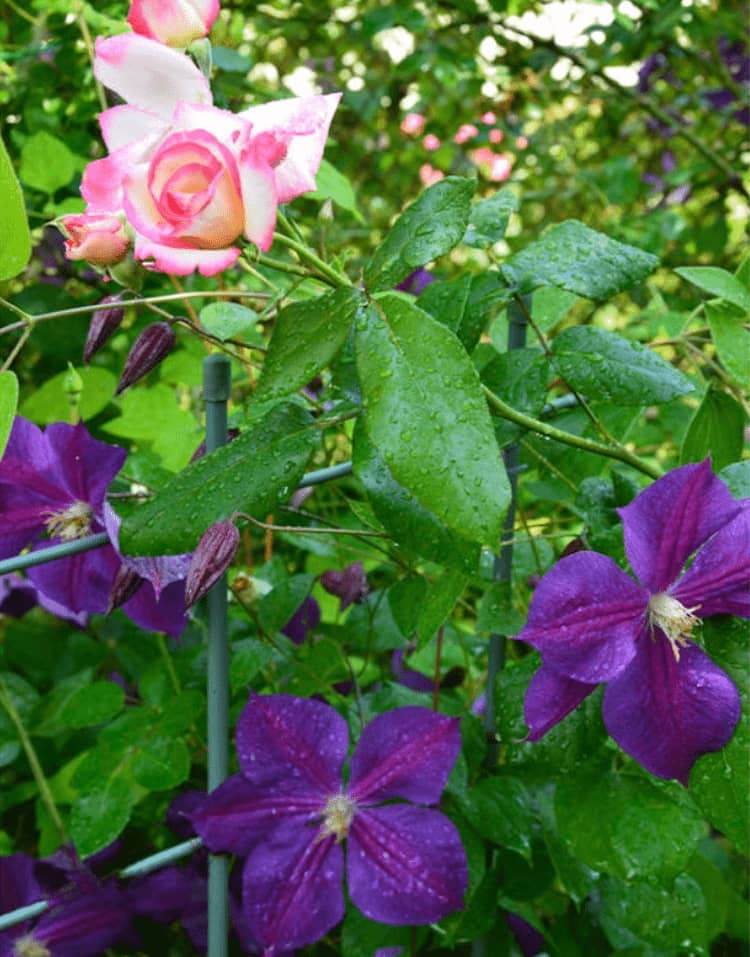 Hviezda Indie Clematis a Rose Handel