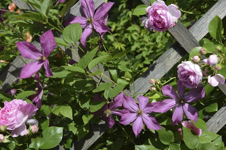 Clematis Eetika a Rose Jasmina na mreží