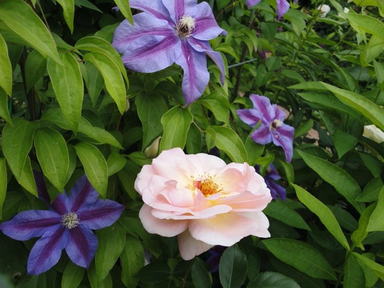 Clematis Pohjanael a ruža marhuľovej farby